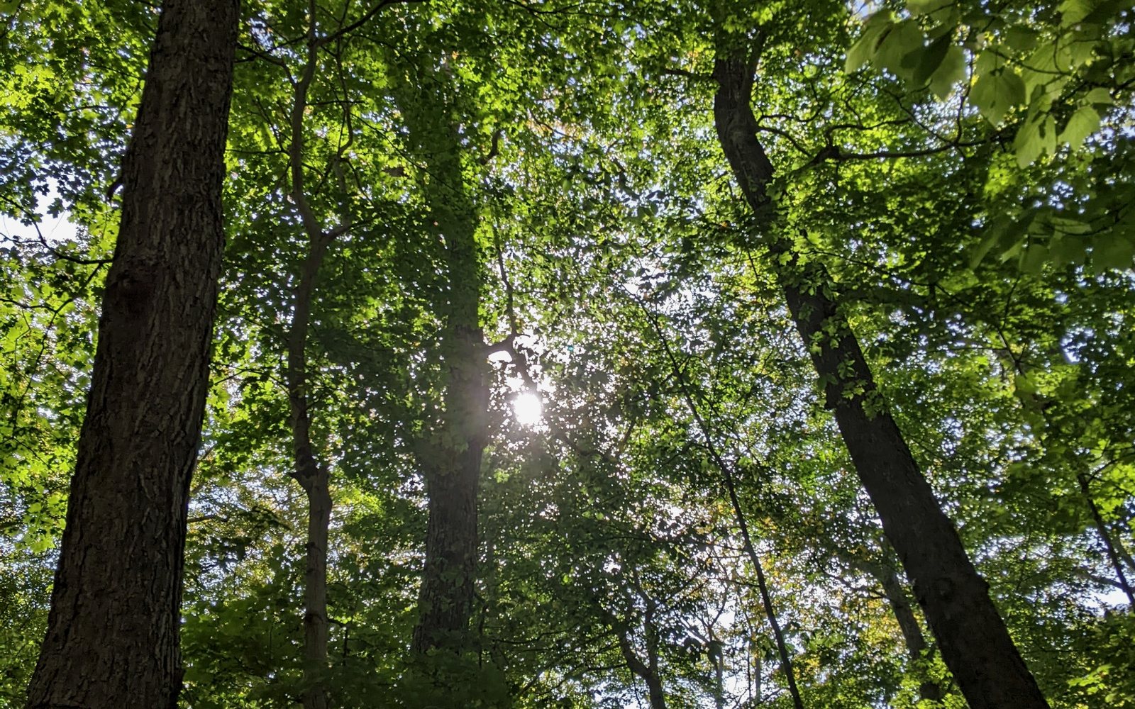Forest canopy