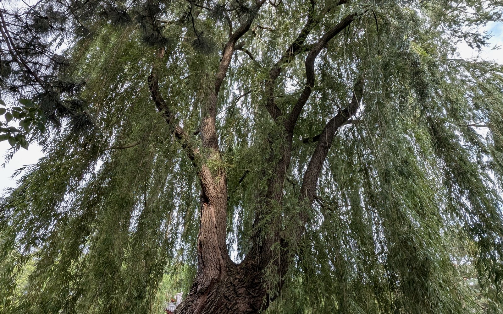Tree canopy